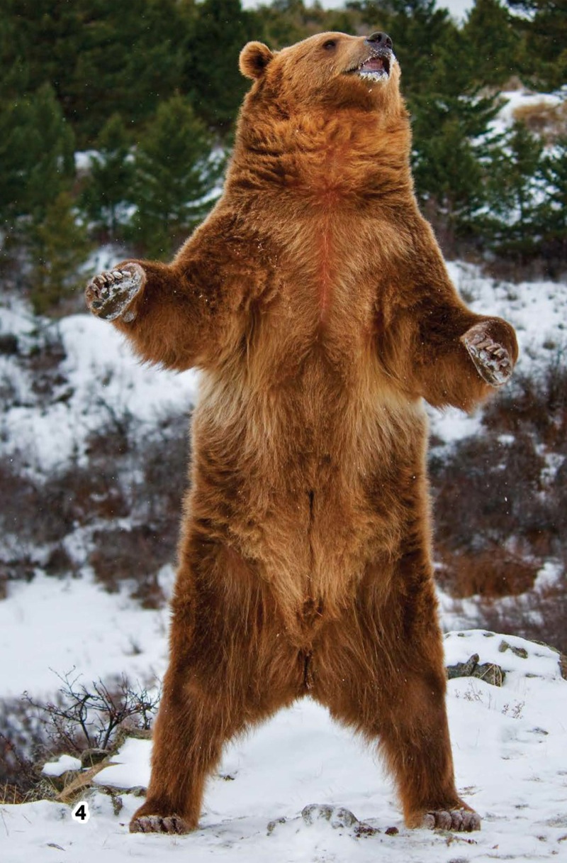 Grizzly Bears — page 1