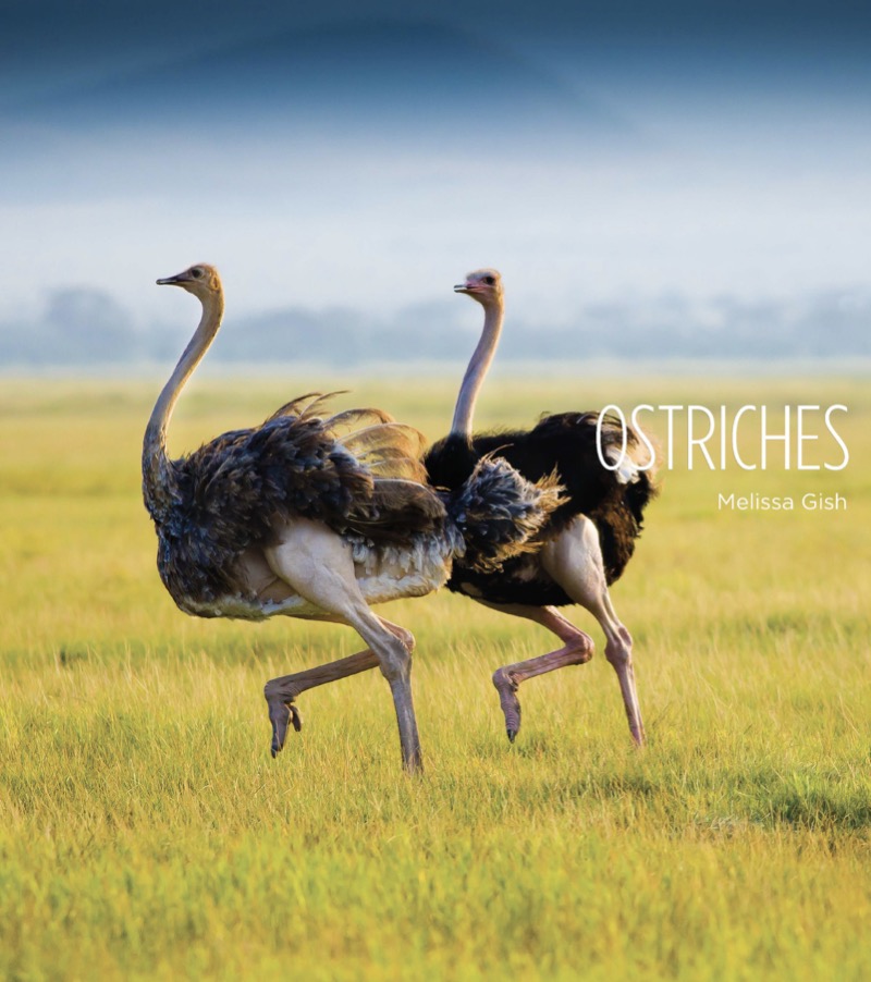 Ostriches book cover