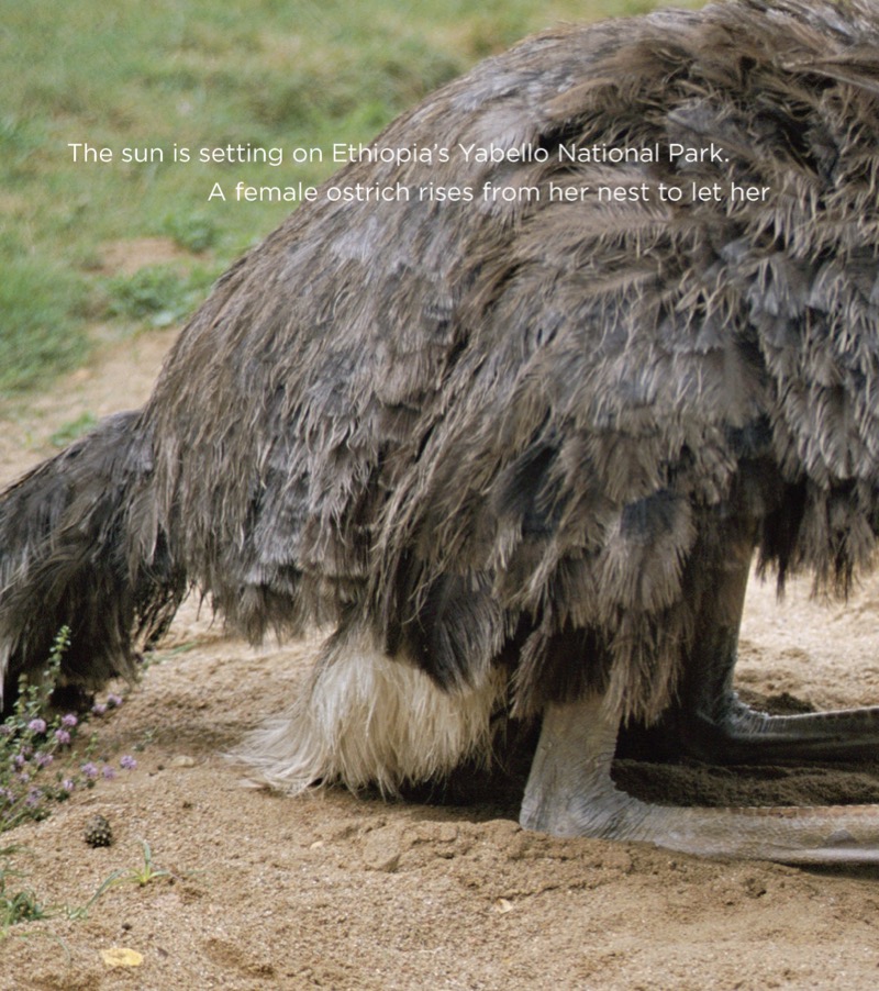 Ostriches — page 1