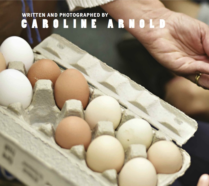 Hatching Chicks in Room 6 — page 1