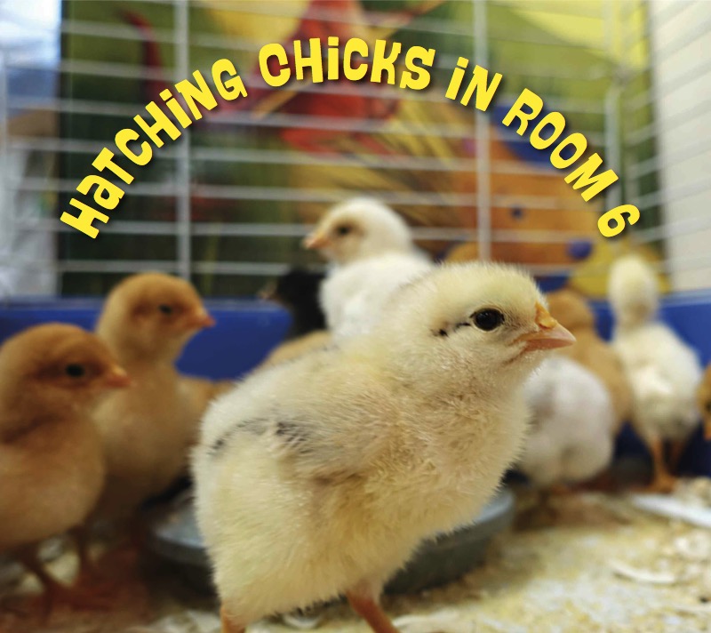 Hatching Chicks in Room 6 book cover
