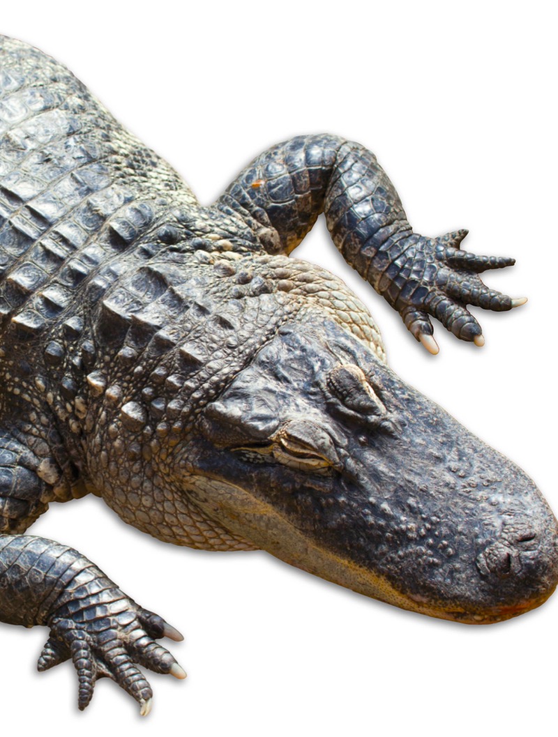 Alligators book cover