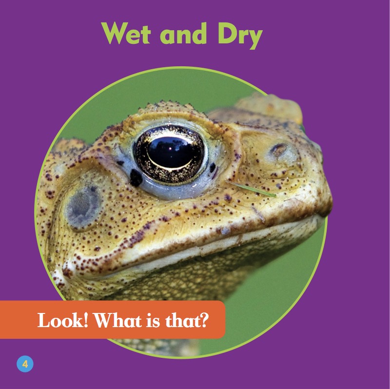 Animal Classification: Amphibians — page 1