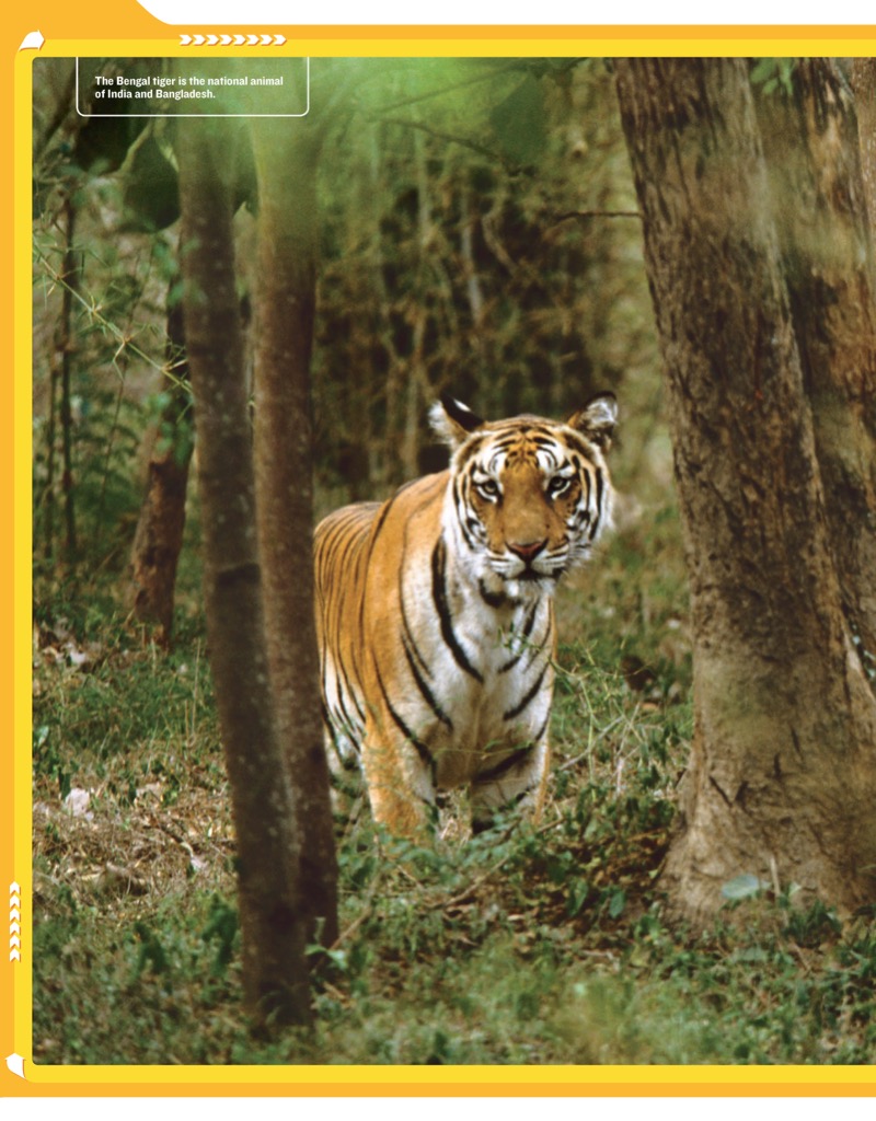 National Geographic Kids Mission: Tiger Rescue — page 1