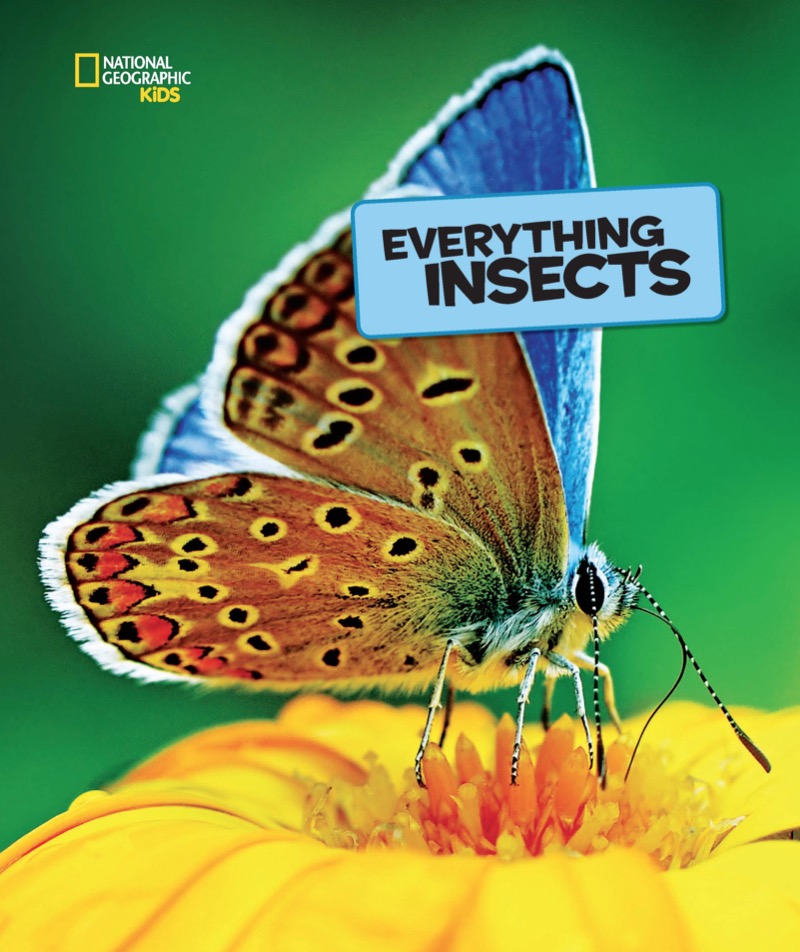 National Geographic Kids Everything Insects book cover