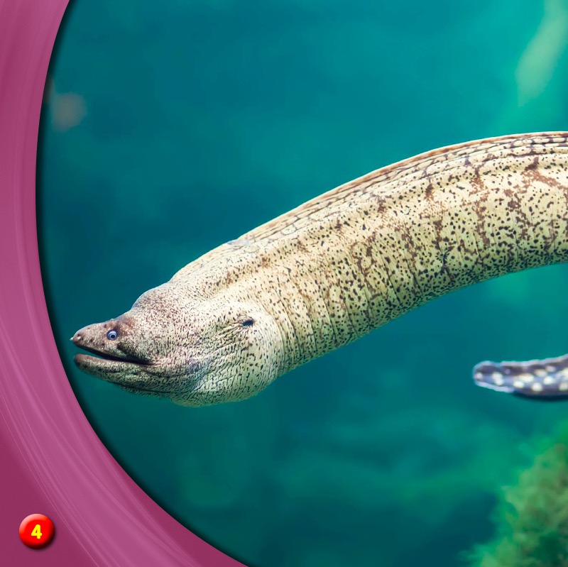 Discover Moray Eels — page 1