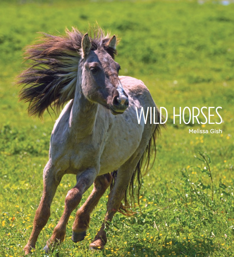 Wild Horses book cover