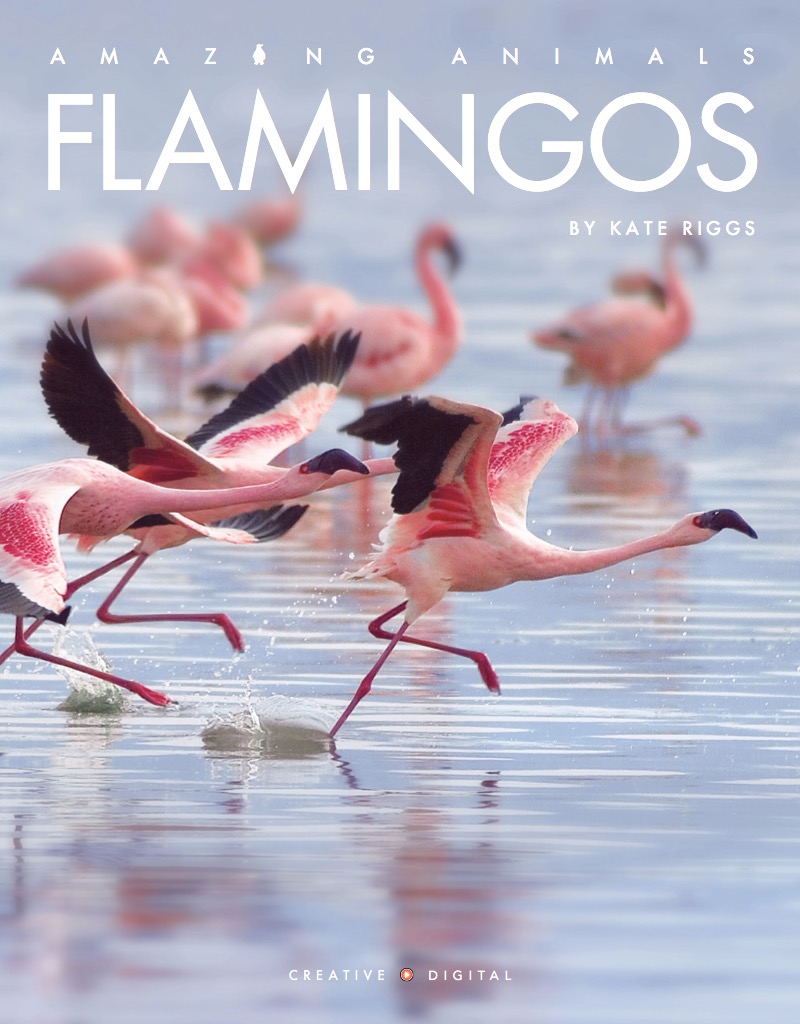 Flamingos book cover