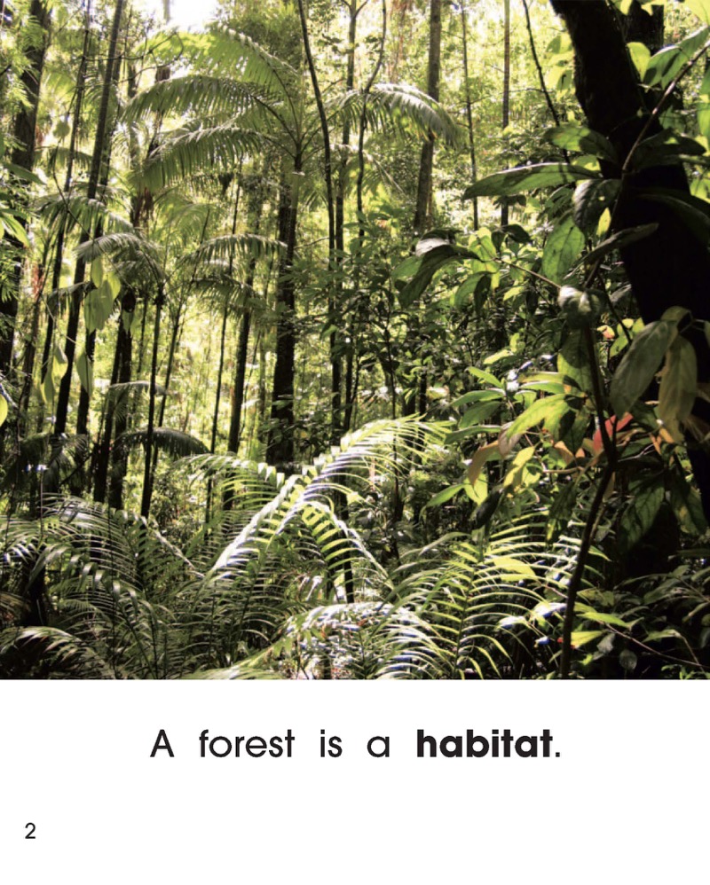 What Can Live in a Forest? — page 1