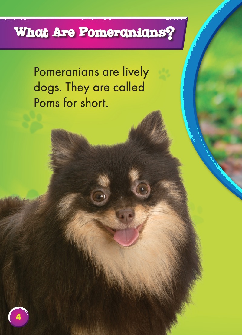 Awesome Dogs: Pomeranians — page 1