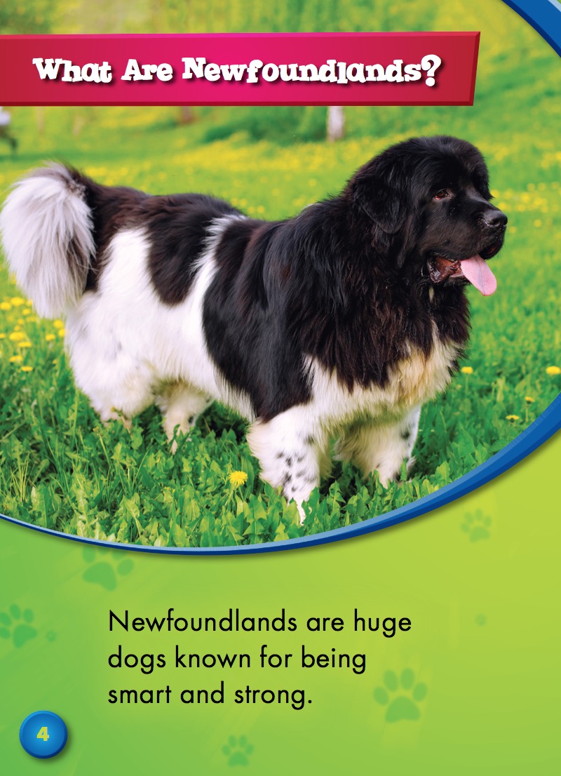 Newfoundlands — page 1