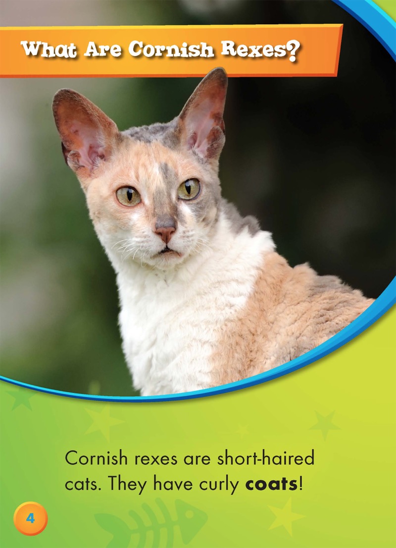Cornish Rexes — page 1
