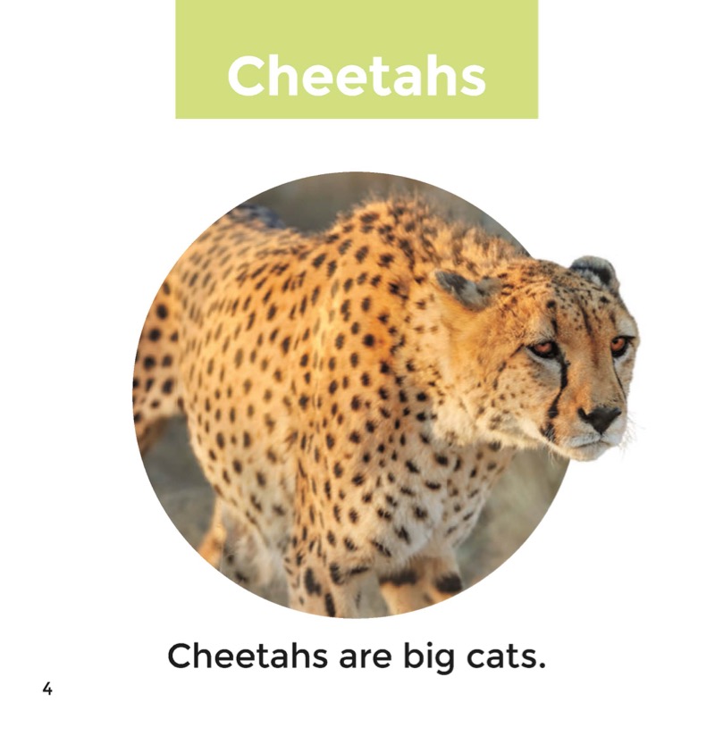 Cheetahs — page 1