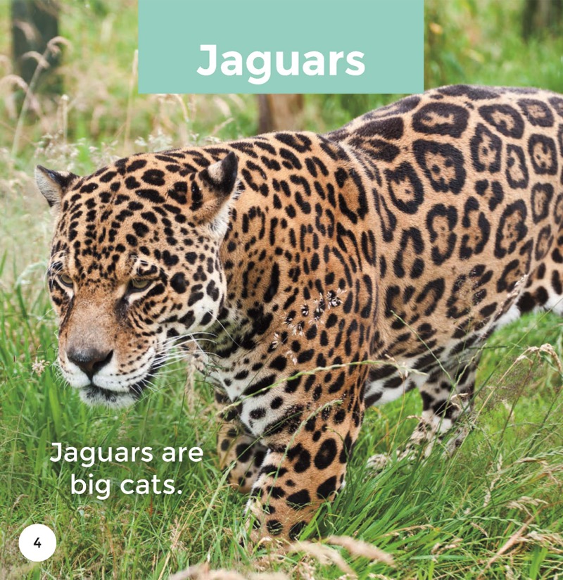 Jaguars — page 1