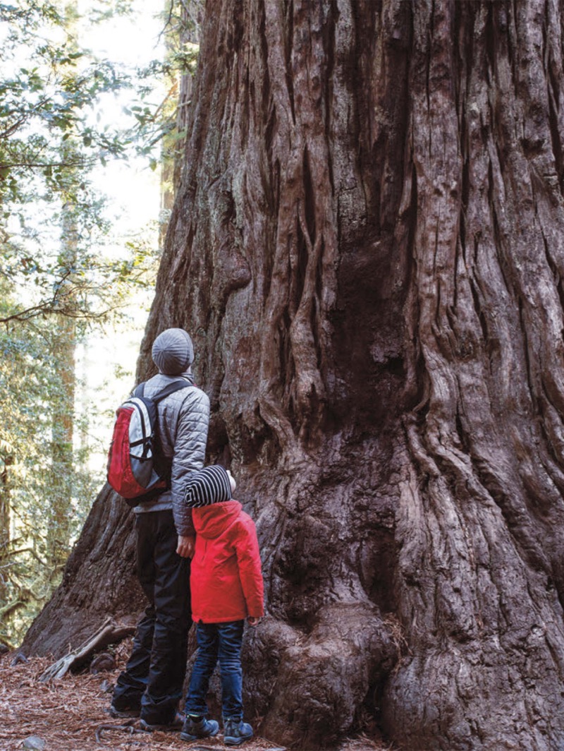 California's Redwood Forest — page 1