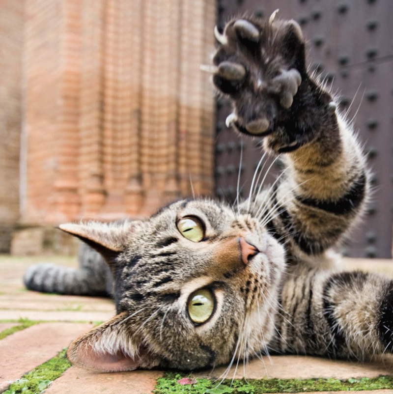 Cat Tales: True Stories of Kindness and Companionship With Kitties — page 1