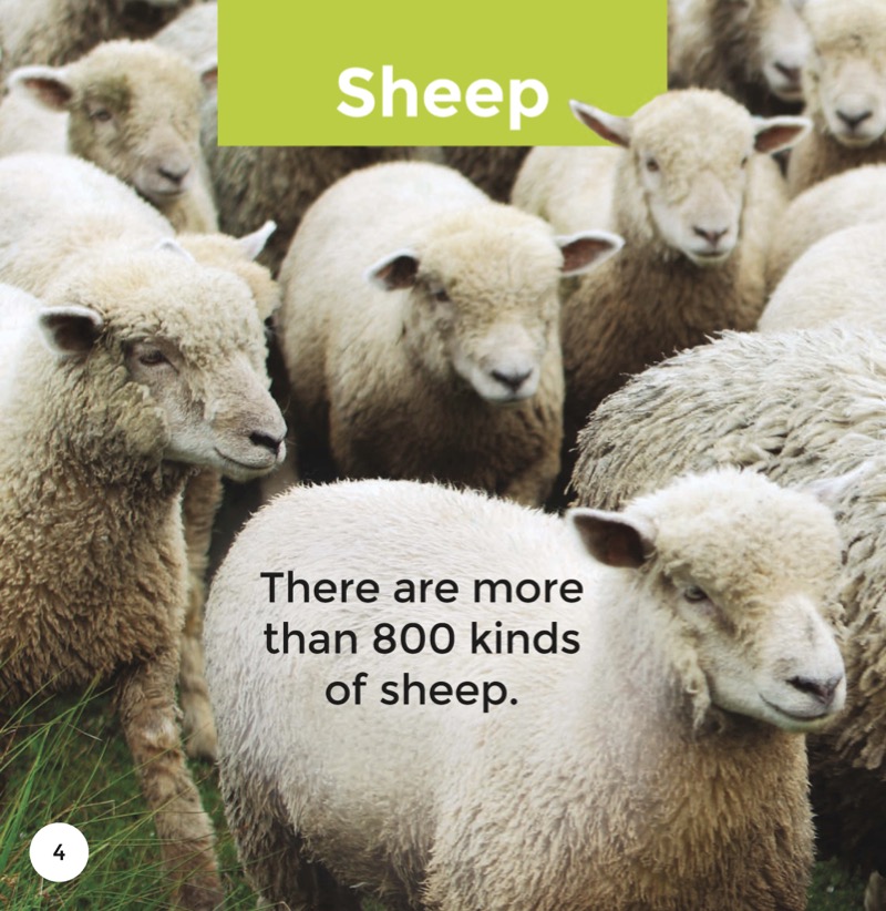 Sheep — page 1