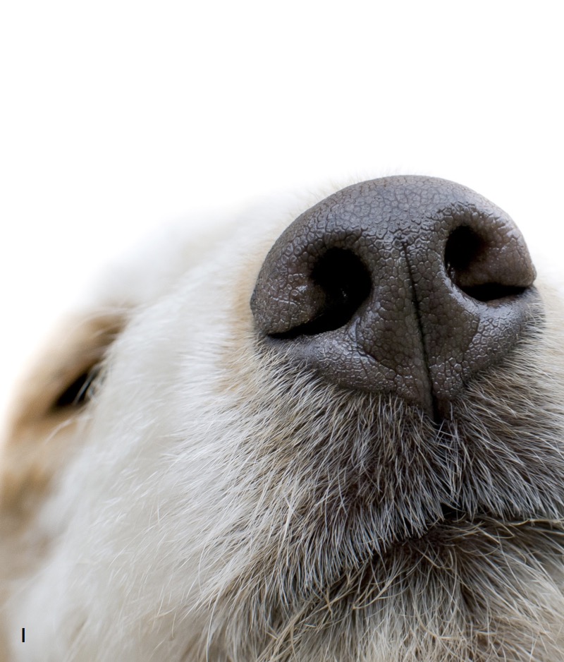 Más Curiosodades de las Mascotas — page 1