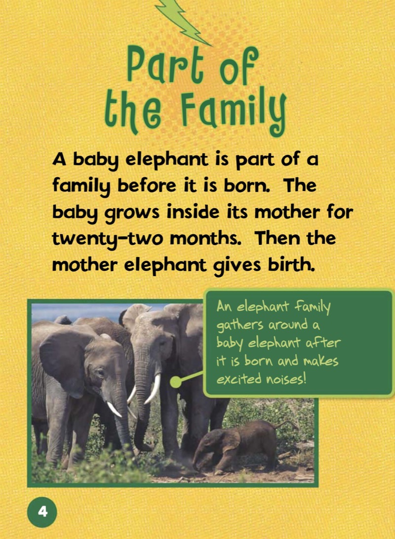 Meet a Baby Elephant — page 1
