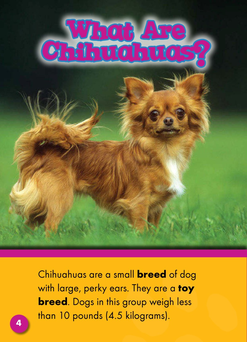 Chihuahuas: Dog Breeds — page 1