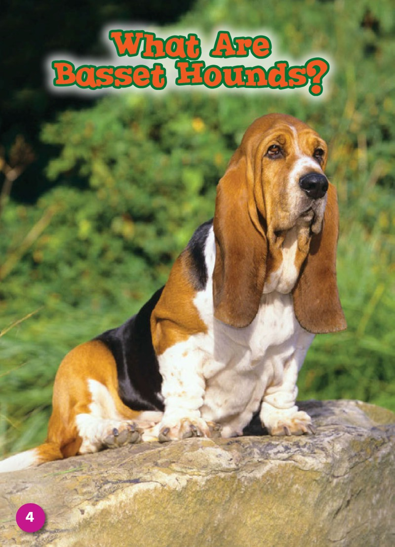 Basset Hounds: Dog Breeds — page 1