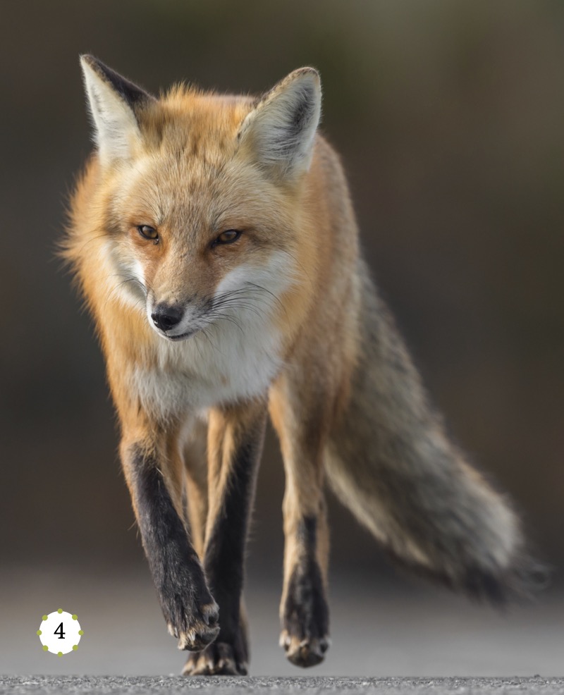 My Favorite Animal: Foxes — page 1