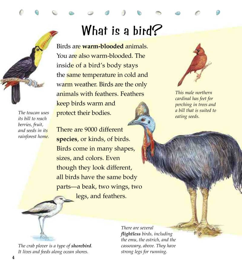 The Life Cycle of a Bird — page 1