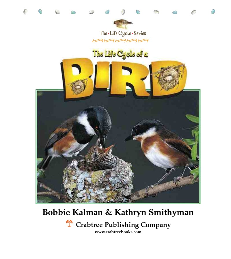 The Life Cycle of a Bird book cover