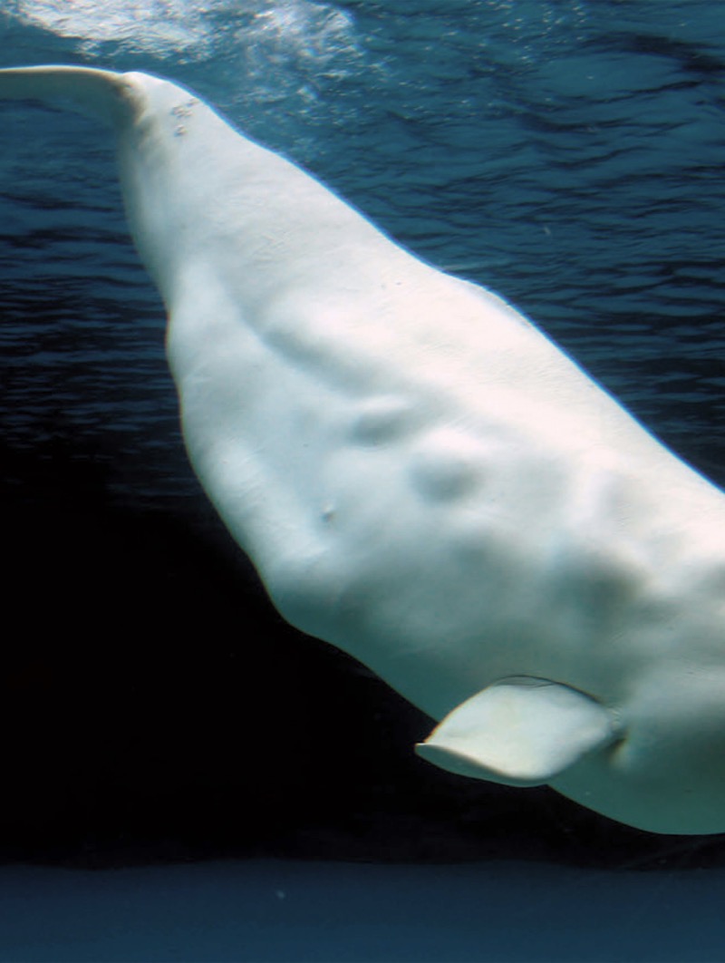 Giants of the Sea: Beluga Whales — page 1