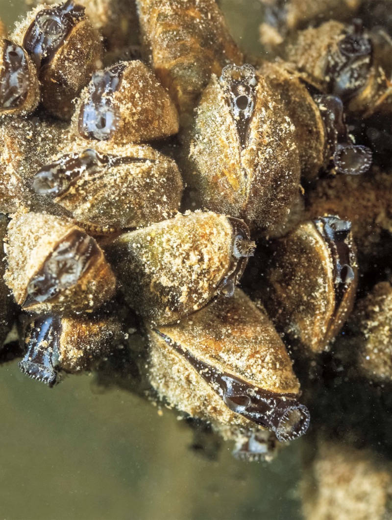 Invasive Species: Zebra Mussels — page 1