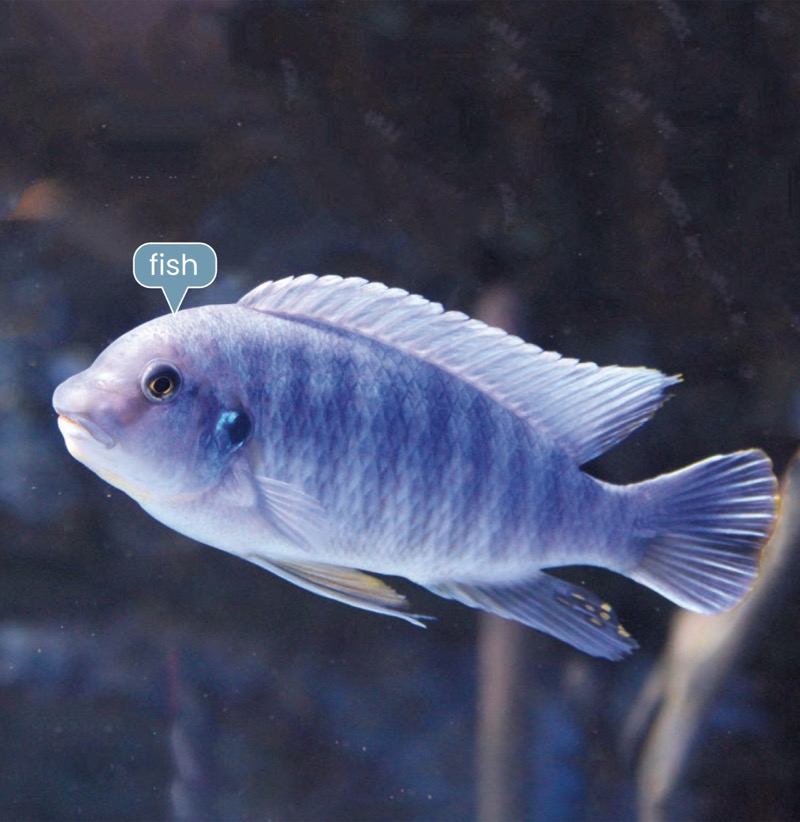 Alphabet Fun: F is for Fish — page 1