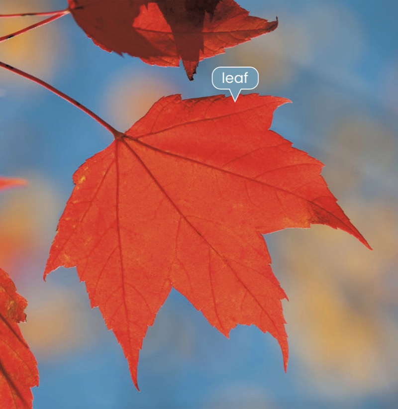Alphabet Fun: L is for Leaf — page 1