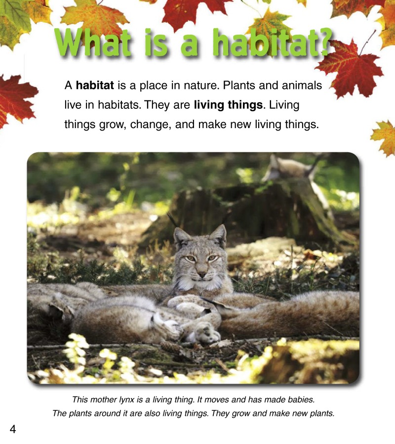 Baby Animals in Forest Habitats — page 1