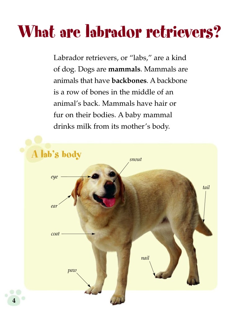 Labrador Retrievers (Pet Care) — page 1