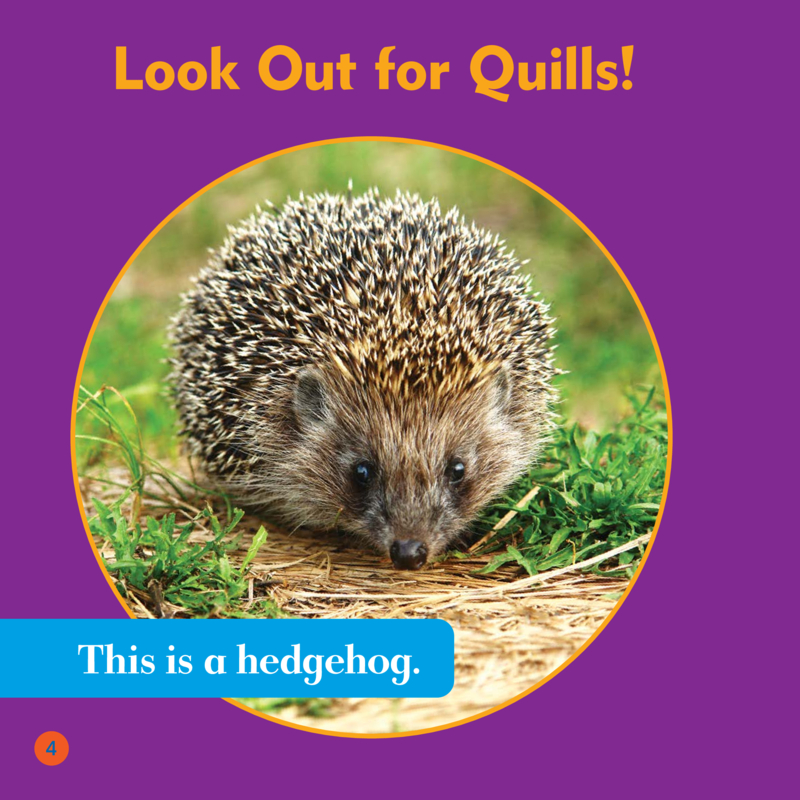 Spot the Differences: Hedgehog or Porcupine? — page 1