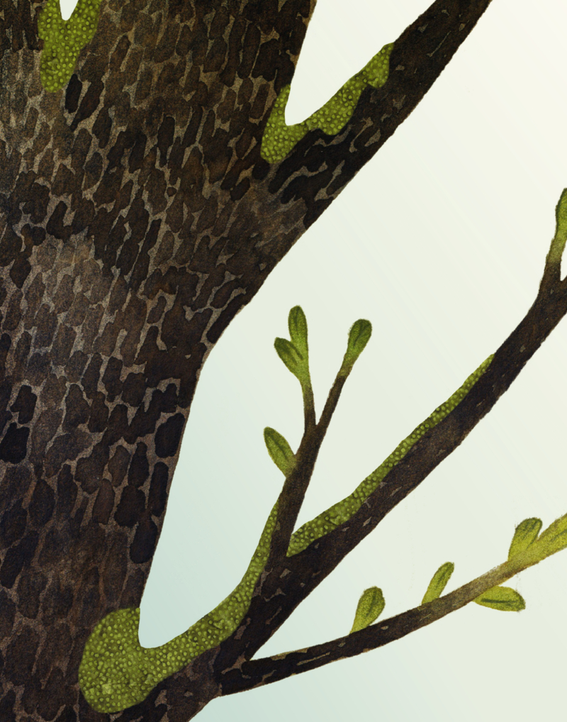 Wake Up, Little Pin!: The Story of a Sleepy Sapling — page 1