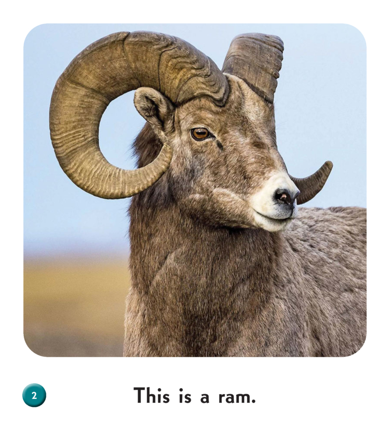Ram — page 1
