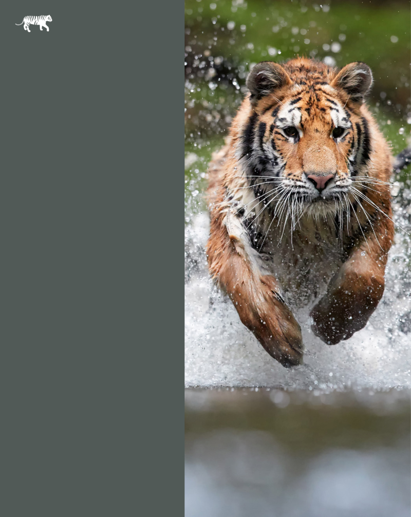 Tigers / Los tigres — page 1