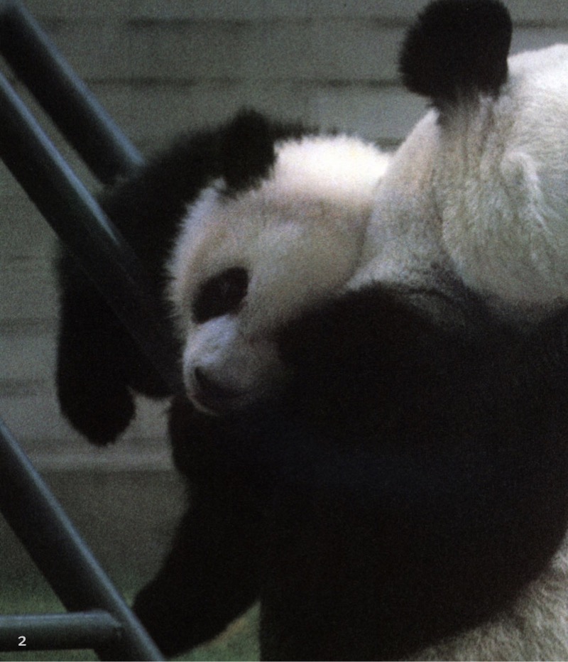 Panda — page 1