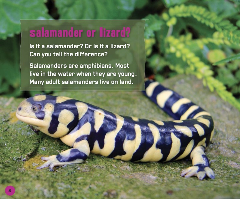Salamander or Lizard? — page 1