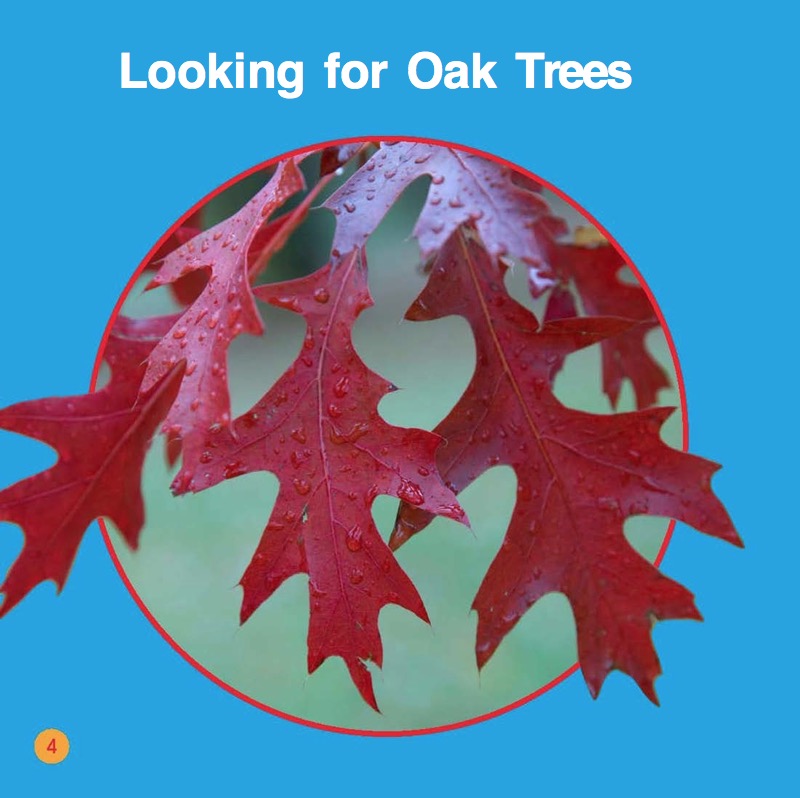Oak Trees — page 1