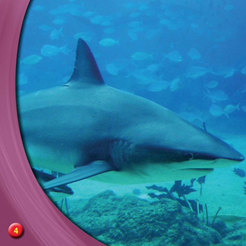 Discover Great White Sharks — page 1