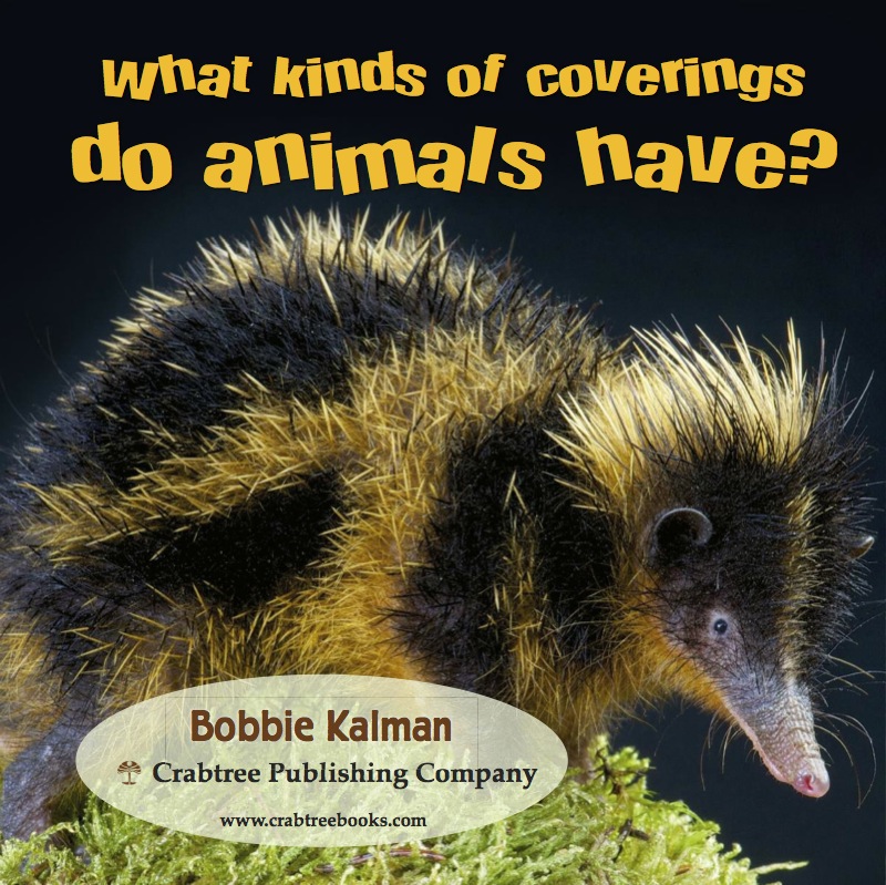 What kinds of coverings do animals have? book cover
