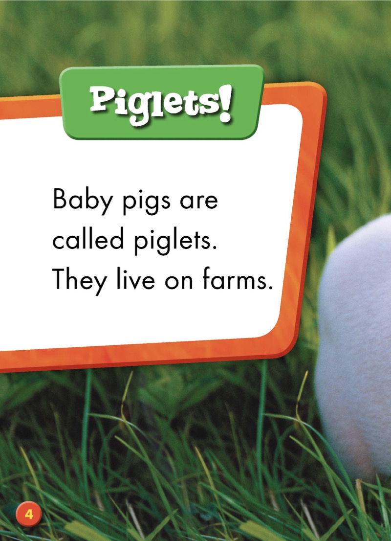 Super Cute! Baby Pigs — page 1
