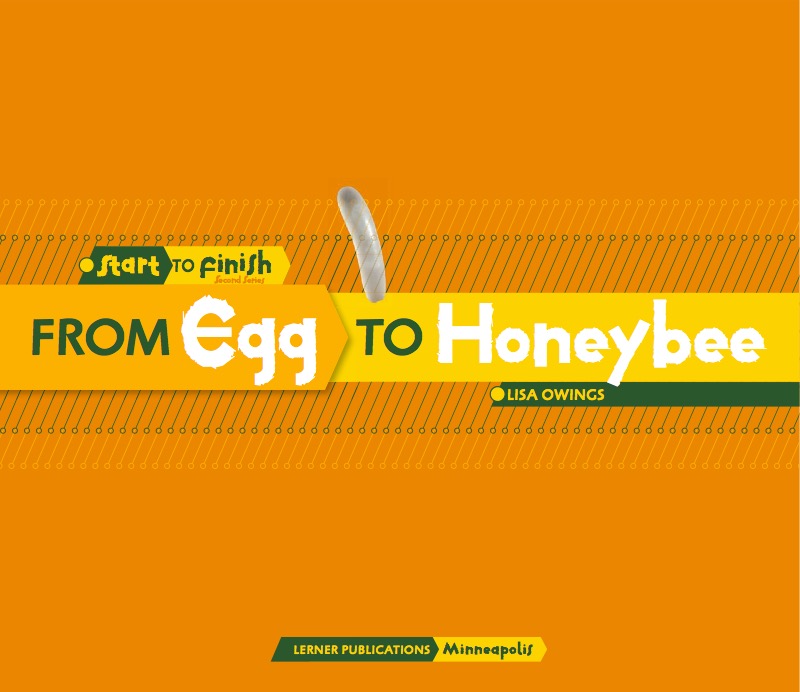 From Egg to Honeybee book cover