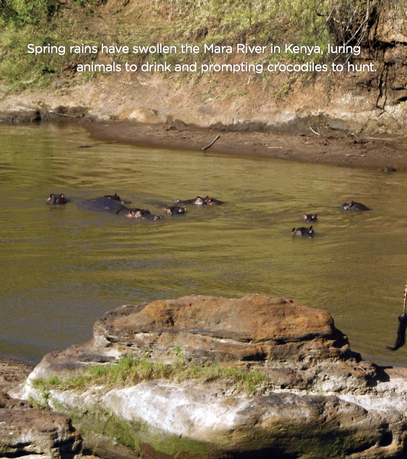Hippopotamuses — page 1