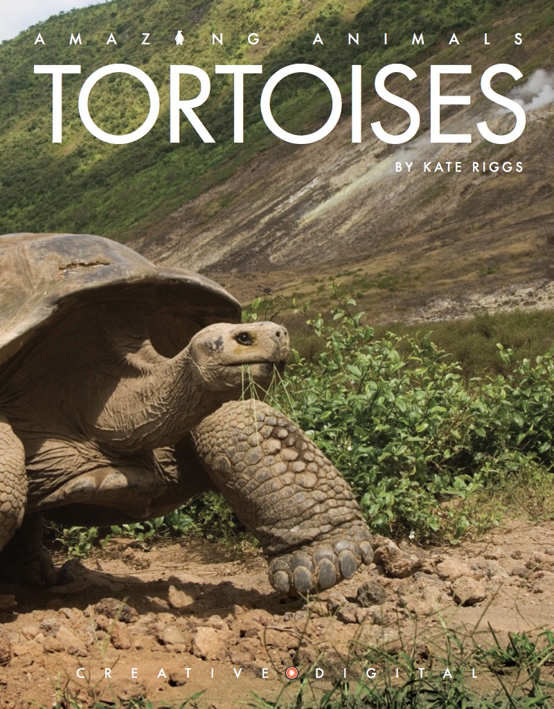 Tortoises book cover