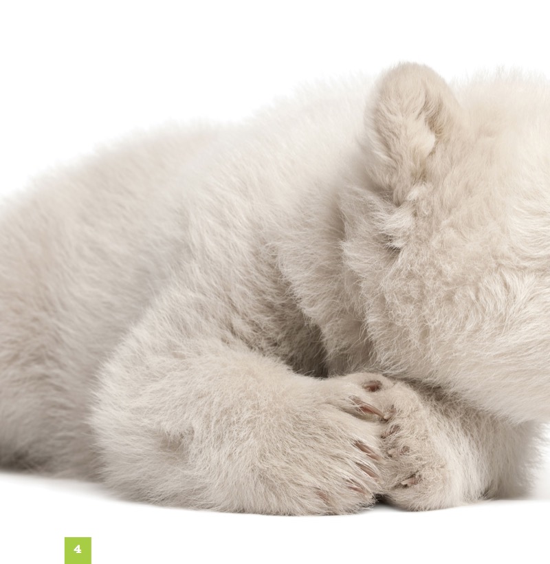 Polar Bears — page 1