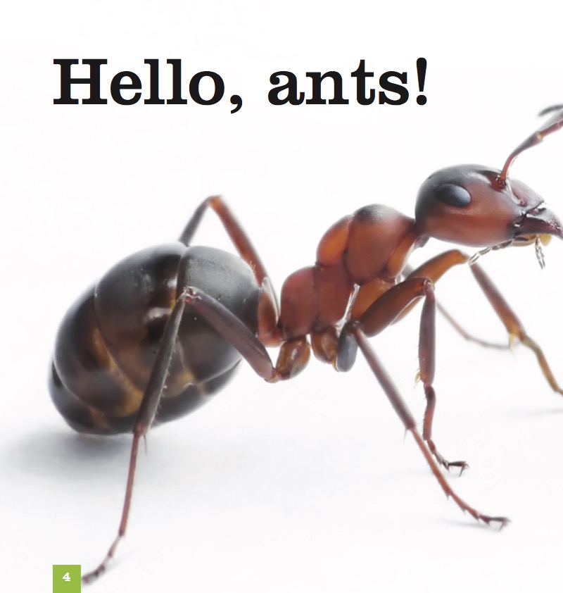 Ants — page 1