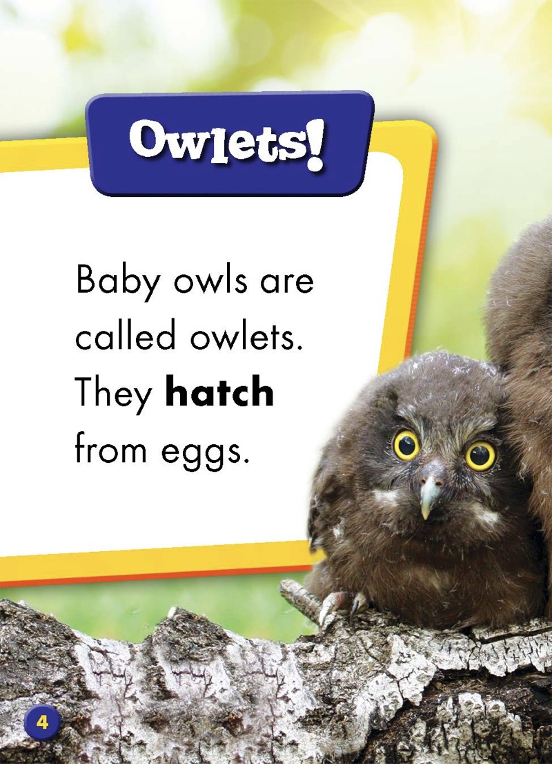 Super Cute! Baby Owls — page 1